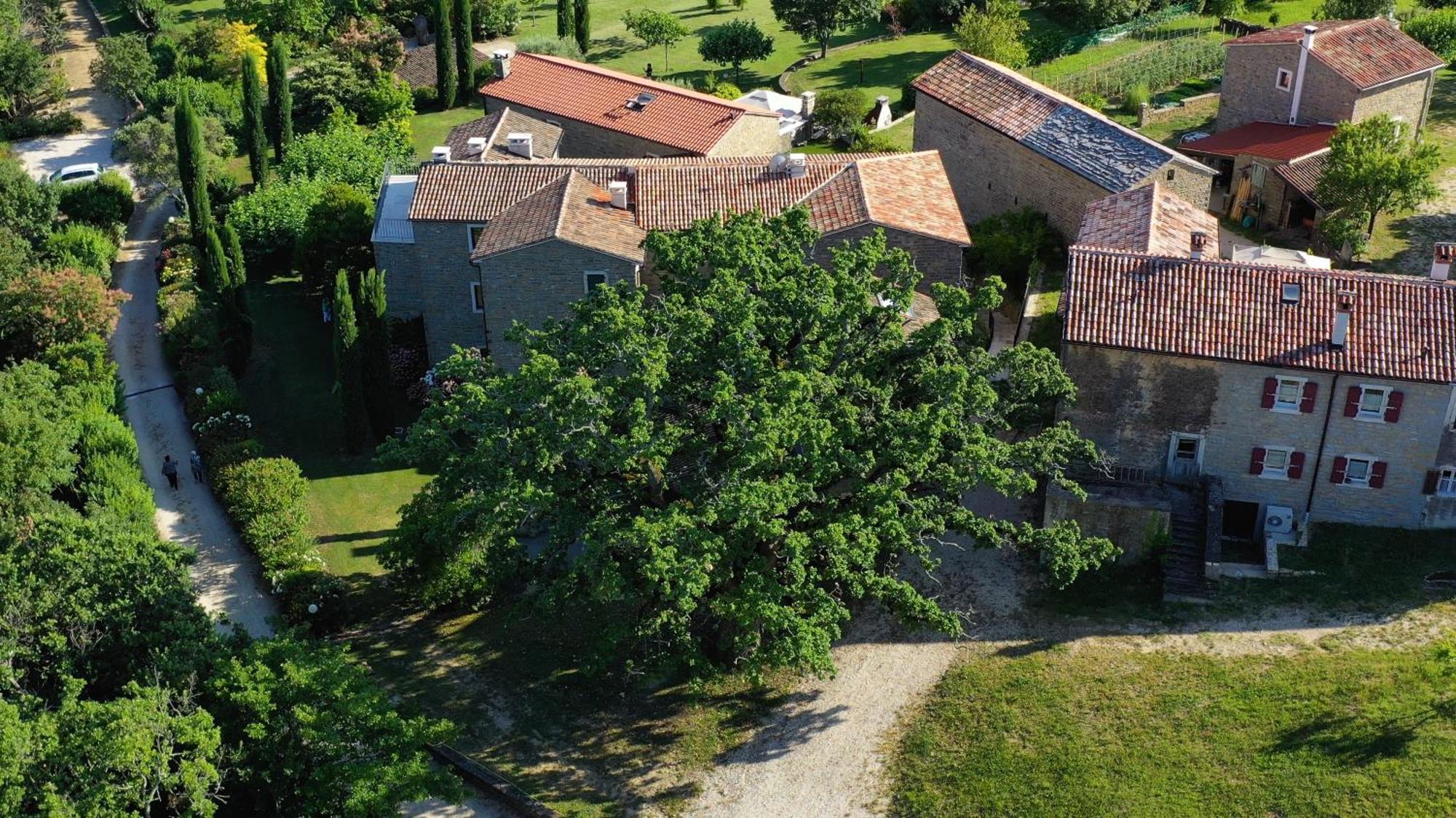 L'Abbraccio Della Quercia Apartment Momjan Екстериор снимка